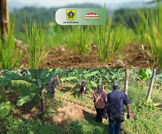 Mendorong Kesejahteraan Petani Lewat Pengembangan Padi Gogo di Lahan Kering
