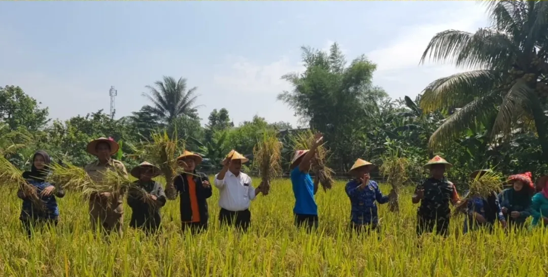 Panen Bersama di Pakansari: Bukti Pertanian Masih Hidup di Tengah Perkotaan