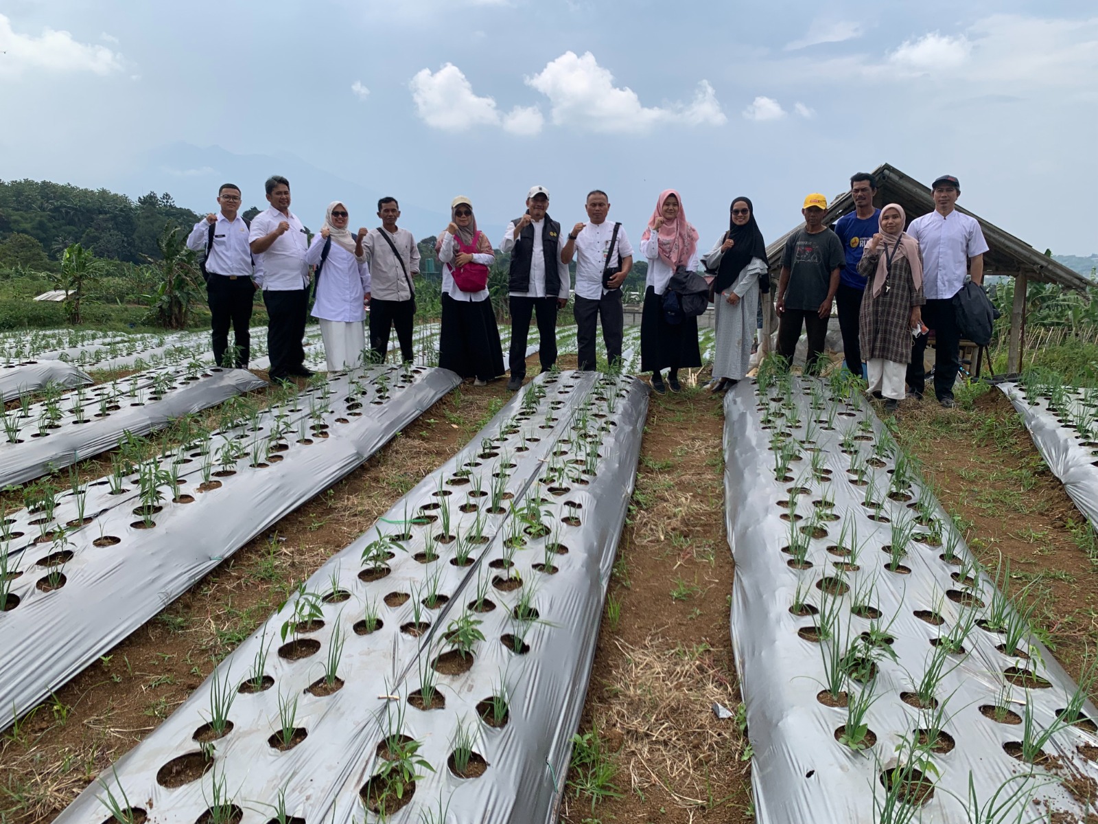 Monitoring dan Evaluasi Bibit Cabai, Mulsa & Kultivator