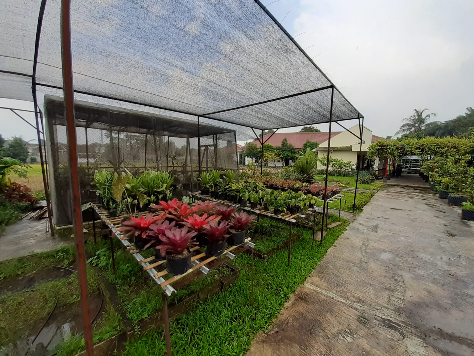 Lahan Percontohan – Dinas Tanaman Pangan Hortikultura dan Perkebunan